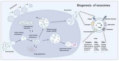 Engineered exosomes in emerging cell-free therapy